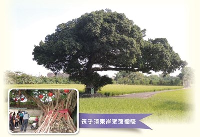 百年青榕公(台中金城武樹)&中和里百年老榕樹